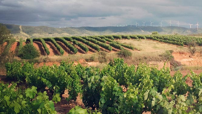 Bodegas arizcuren en Logroño