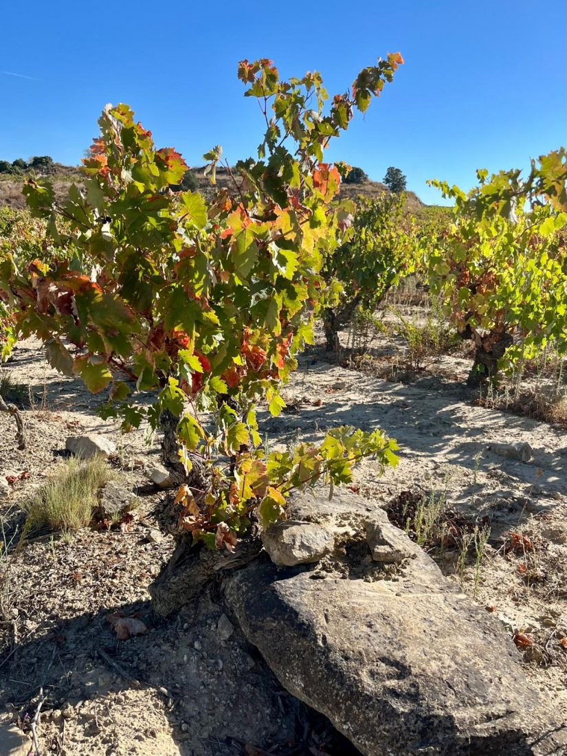 wine tours in Rioja at Marques de Riscal